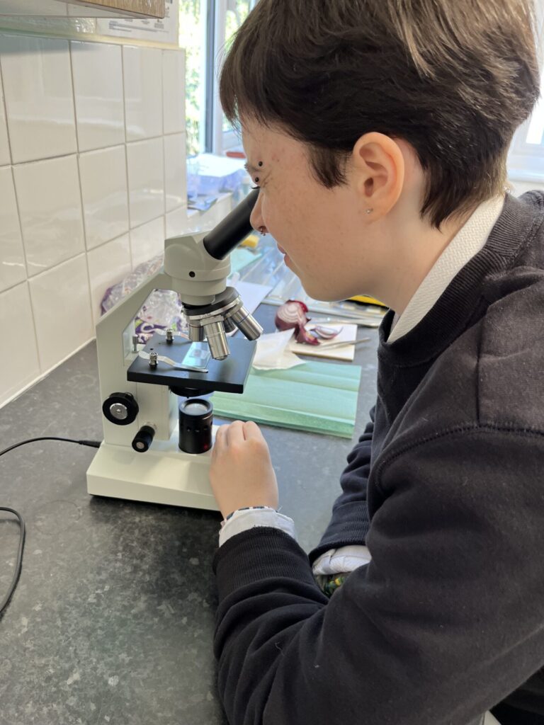 LMS prep of onion cell slide