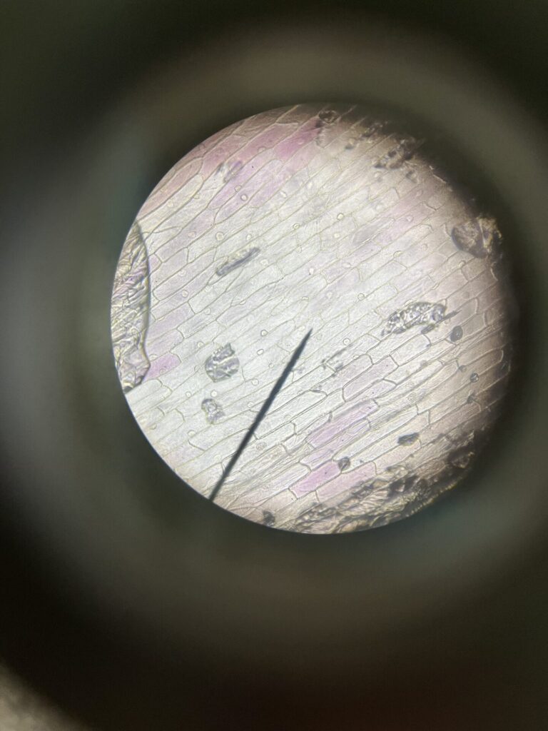 LMS x100 onion cell